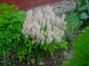 Tiarella sercolistna Tiarella cordifolia 'Ninja'