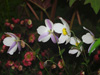 Anemone hybrida WILD SWAN