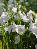 Campanula percisifolia 'Takion White'
