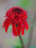 Jeżówka Echinacea hybrida 'Summer Samba'