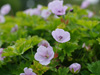 Bodziszek Geranium 'Lilac Ice'