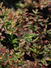Dziurawiec Hypericum x moserianum 'Tricolor'