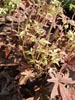 Tiarella sercolistna Tiarella cordifolia 