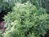 Wilczomlecz pstry Euphorbia polychroma 'Variegata' syn. 'Lacy'