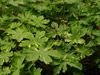 Bodziszek Geranium macrorrhizum 'Variegata'
