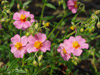 Posłonek Helianthemum hybrida 'Lawrenson's Pink'