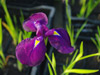 Kosaciec mieczolistny Iris ensata 'Midnight Star'